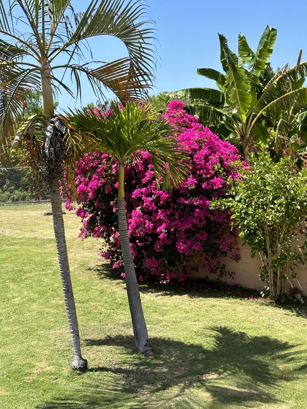 Property grounds - Remarkable 1-Bed Apartment in Montego Bay (Montego Bay)