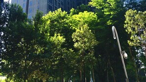 Un edificio alto de diseño moderno, rodeado de frondosos árboles verdes y un cielo azul despejado.
