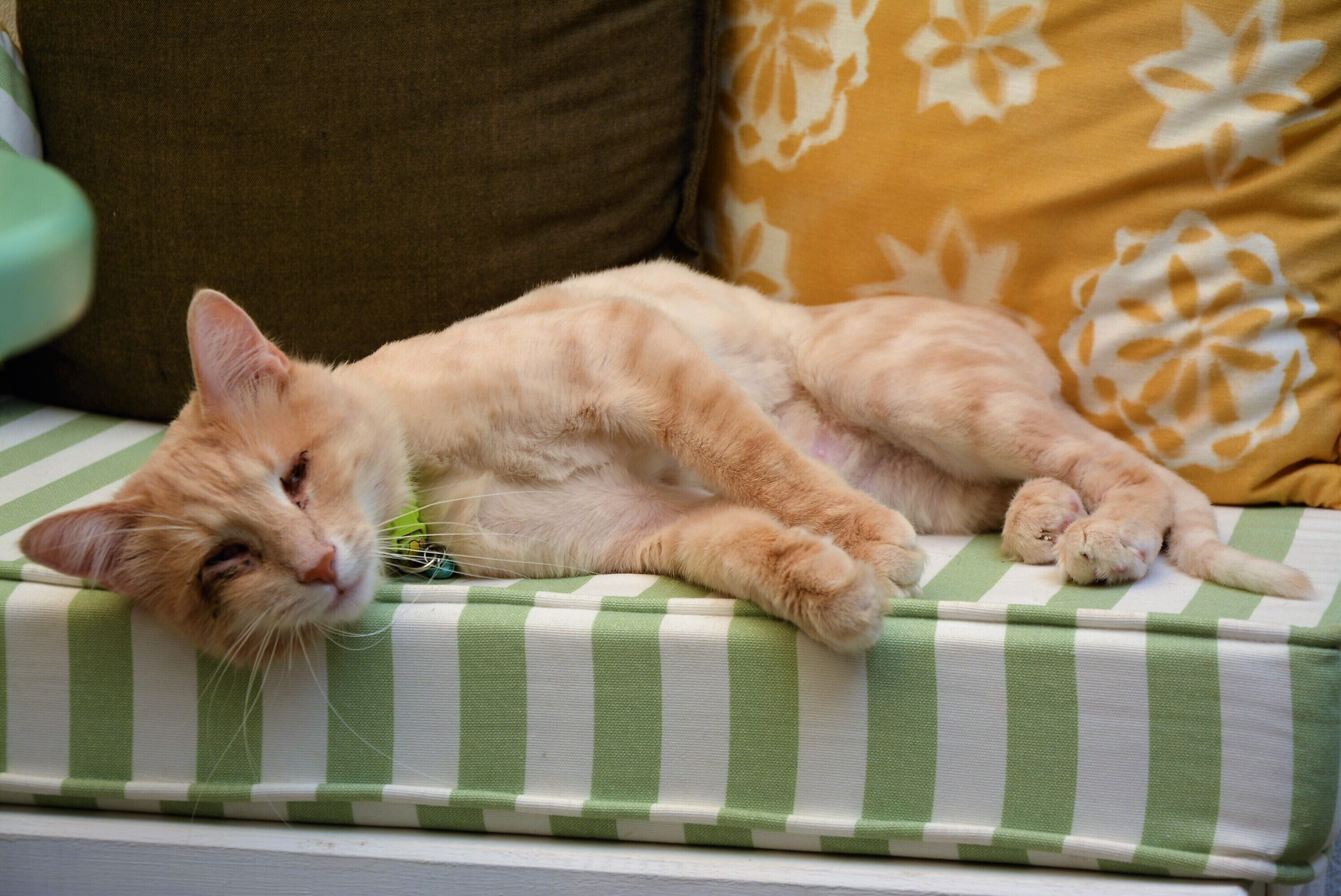 A cat lying on a striped sofa with floral pillows.