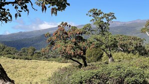 Paisaje natural con árboles y una montaña al fondo.