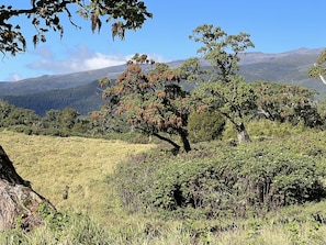 Terrace/patio - Anabas Mount Kenya Lodge (Igoji)