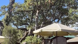 Un árbol de copa frondosa, una pequeña construcción de madera y un paraguas color beige.