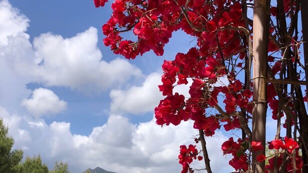 Une vue sur la piscine, avec un ciel dégagé, des fleurs rouges et une ville qui se dessine à l’horizon.