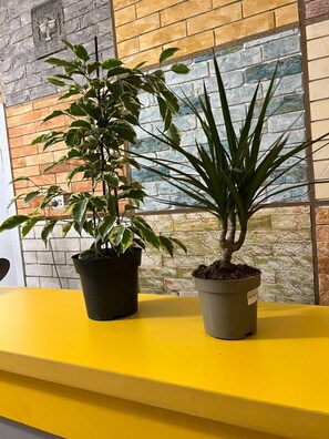 Two potted plants on a yellow table against a brick wall. - Edem Bishkek  (Bishkek)