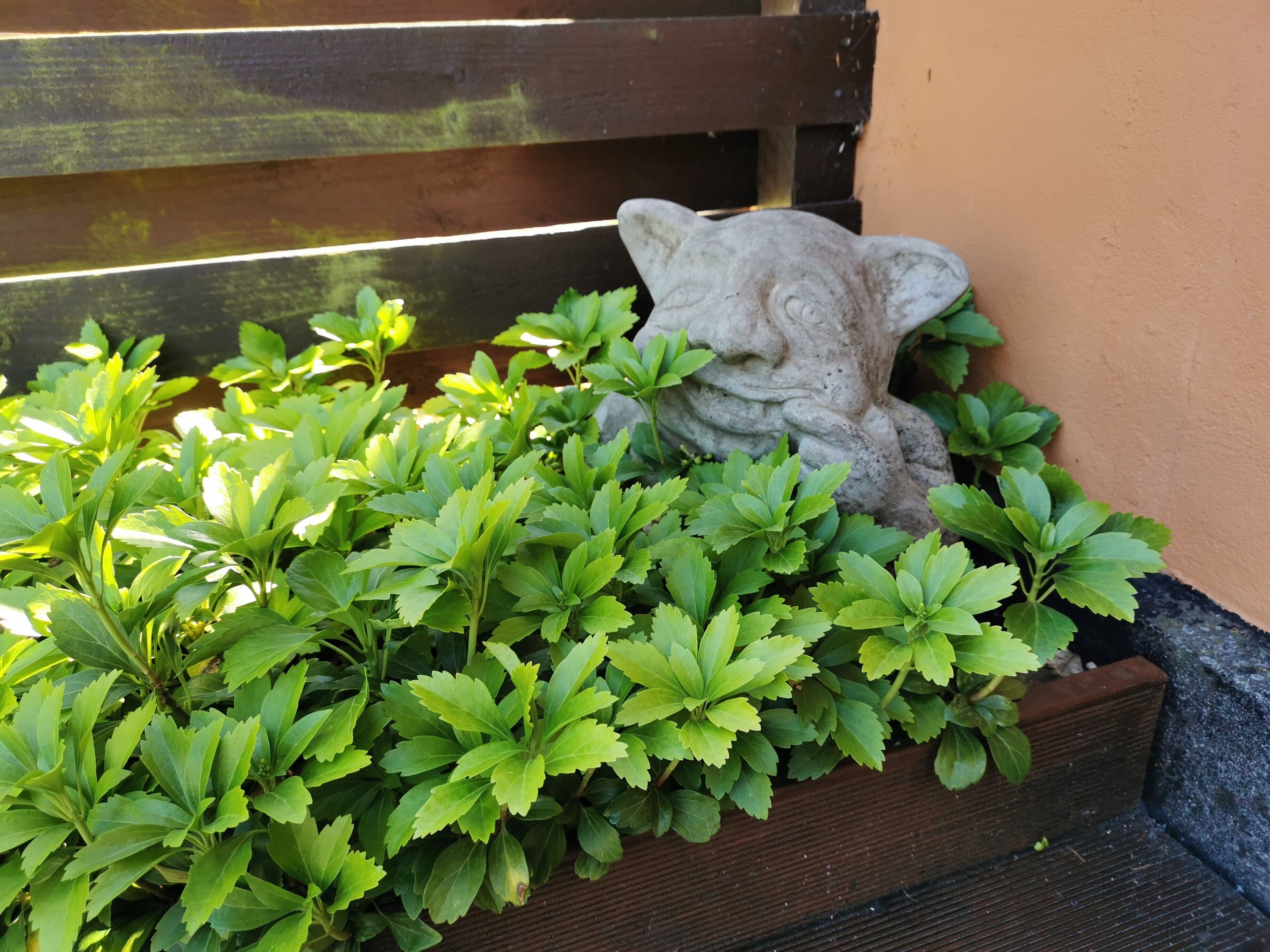 A planter box with green foliage and a stone statue of a cat.