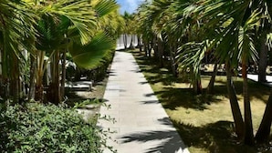 Uma trilha cercada por palmeiras e vegetação, que conduz a um edifício.
