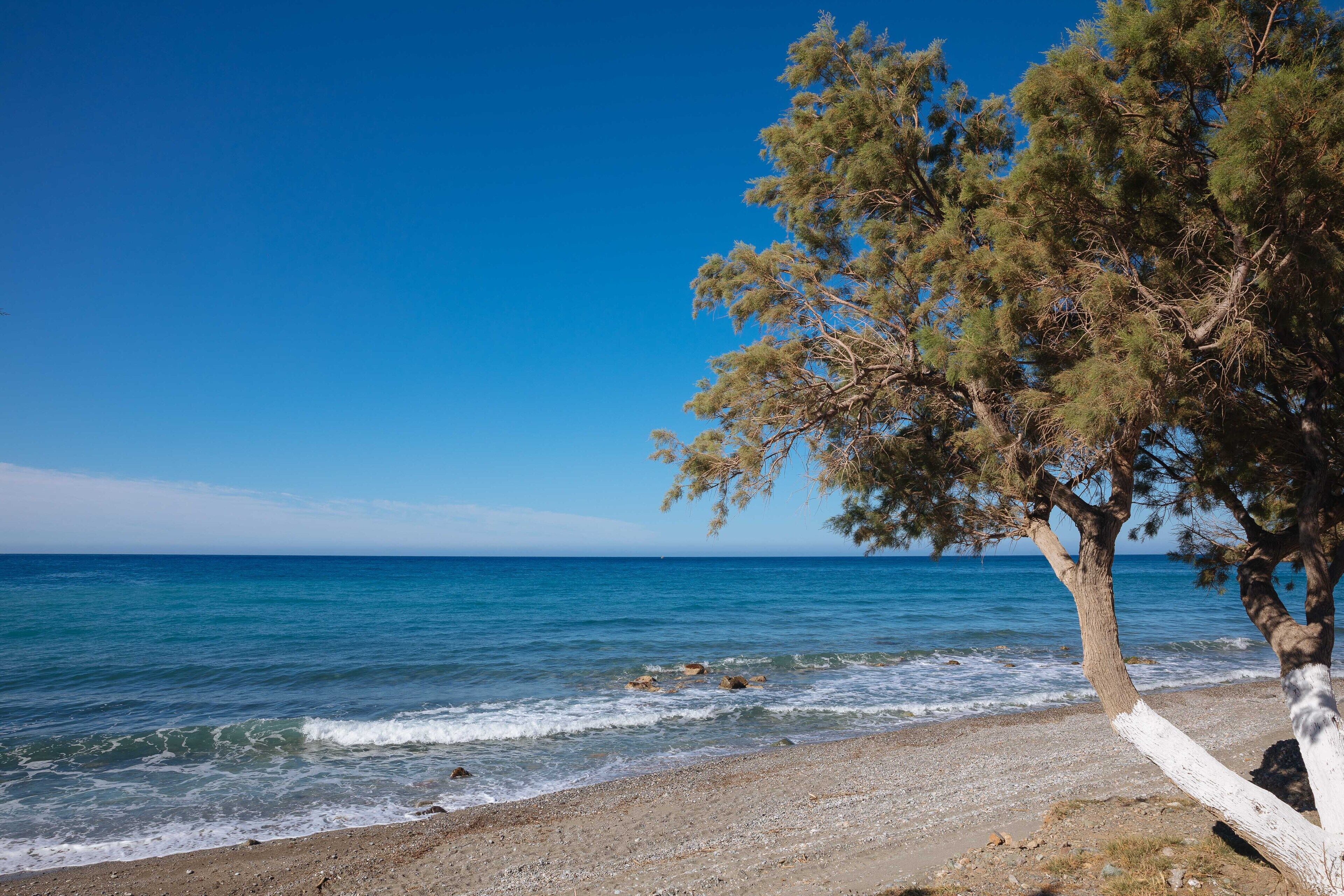 Una playa con un árbol y el mar.