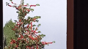 A view through a window with a metal gate, a tree with red flowers, and a stone wall in the background. - Anastasia s Cottage in Pelion (Zagora-Mouresi)