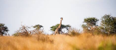 A giraffe standing in a field with trees in the background.