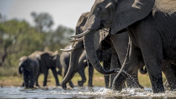 Safari