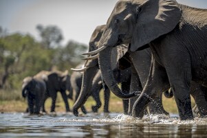 Safari