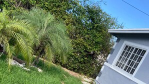 Ein gepflegter Rasen mit einer Palme, einer kleinen Gartenhütte und einem Haus mit Fenster und Tür.