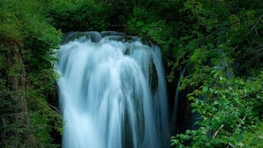 Une cascade entourée d’un feuillage verdoyant et luxuriant.