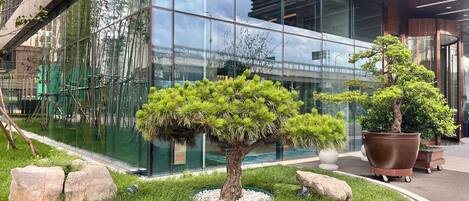 A modern building with large glass windows, a well-maintained lawn, and two potted bonsai trees.