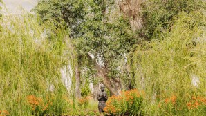 A tranquil garden with a pond, lotus flowers, and a statue. - The Hazendal Hotel and Spa (Stellenbosch)