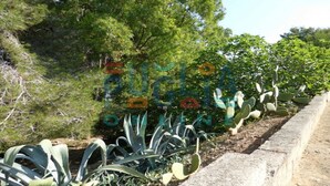 A garden with various cacti and agave plants, a stone pathway, and a dense tree line in the background. - Vacation Home Lu Sule Torre Vado (torre vado)
