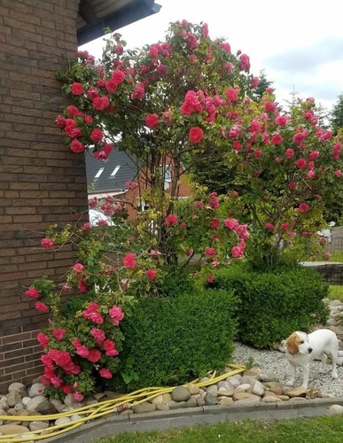 Vacation apartment Aurich East Frisia