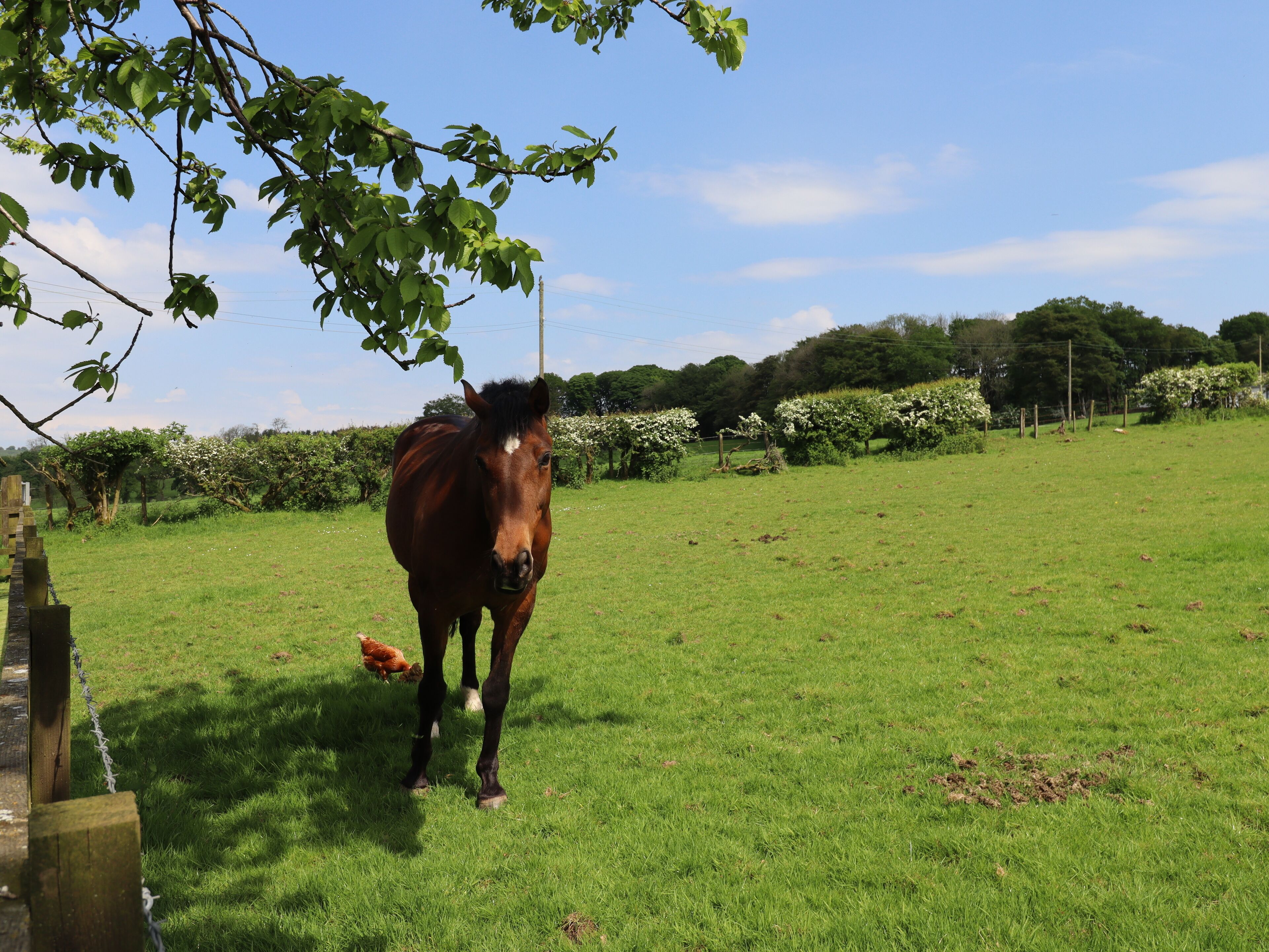 A horse in a grassy field with a wooden fence and trees in the background.