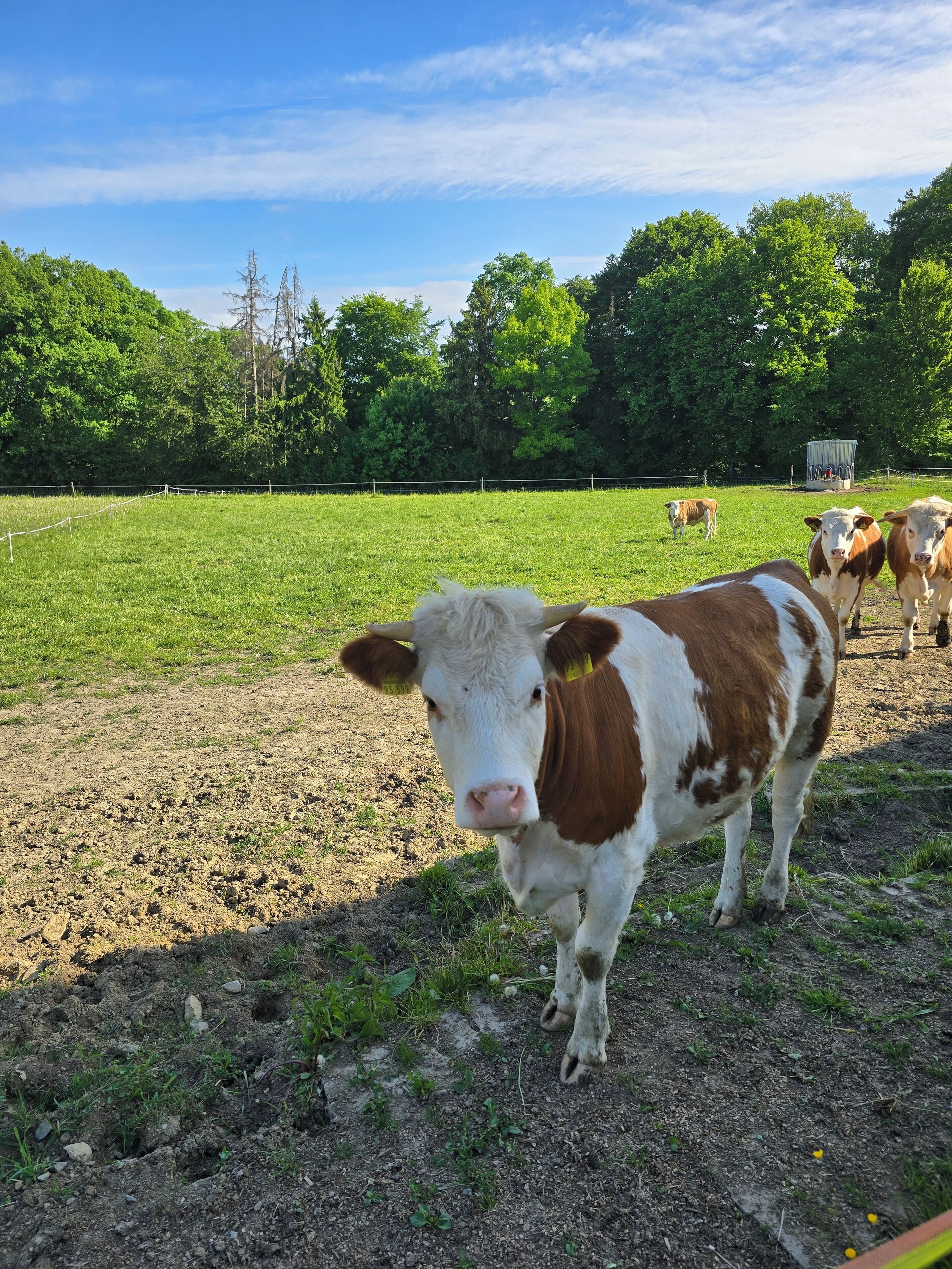 Ländliche Landschaft mit einem eingezäunten Feld, ein paar Kühen und Bäumen im Hintergrund.