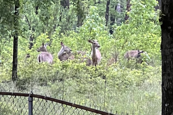 Deer often visit just outside the backyard fence