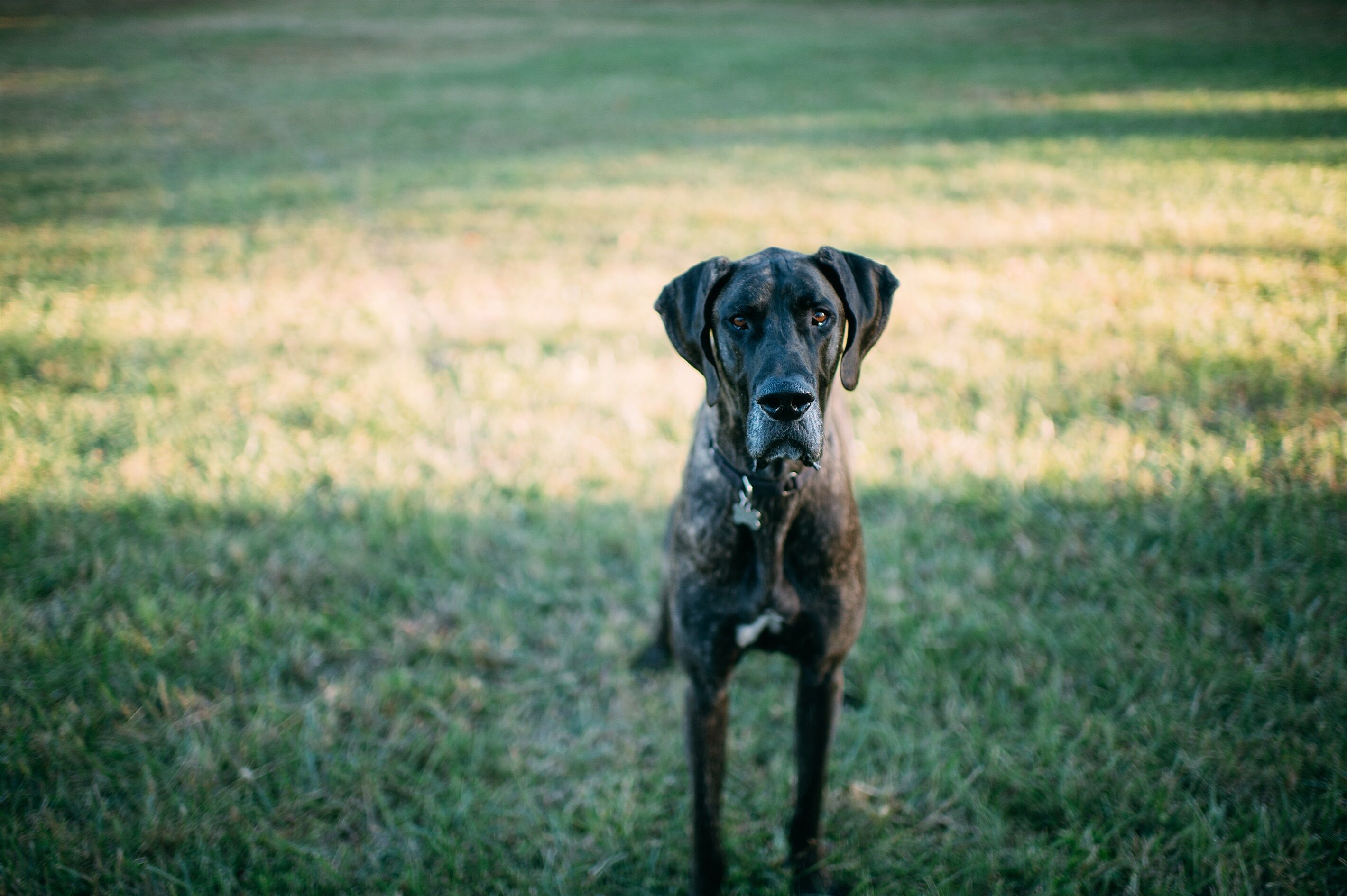 A dog standing on grass.