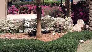 A landscaped garden with palm trees, flowering plants, and a view of the sea.