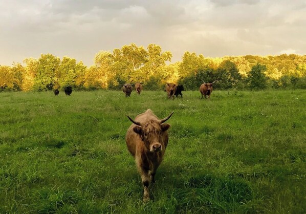A herd of cattle in a grassy field with trees in the background.