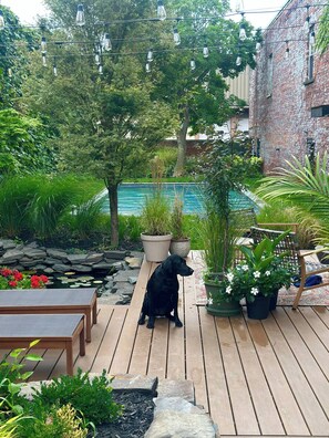 Um deck de madeira com um cão preto, rodeado por plantas em vasos e uma piscina ao fundo.