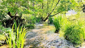Ein naturbelassener Bach, umgeben von üppigem Grün und Bäumen.