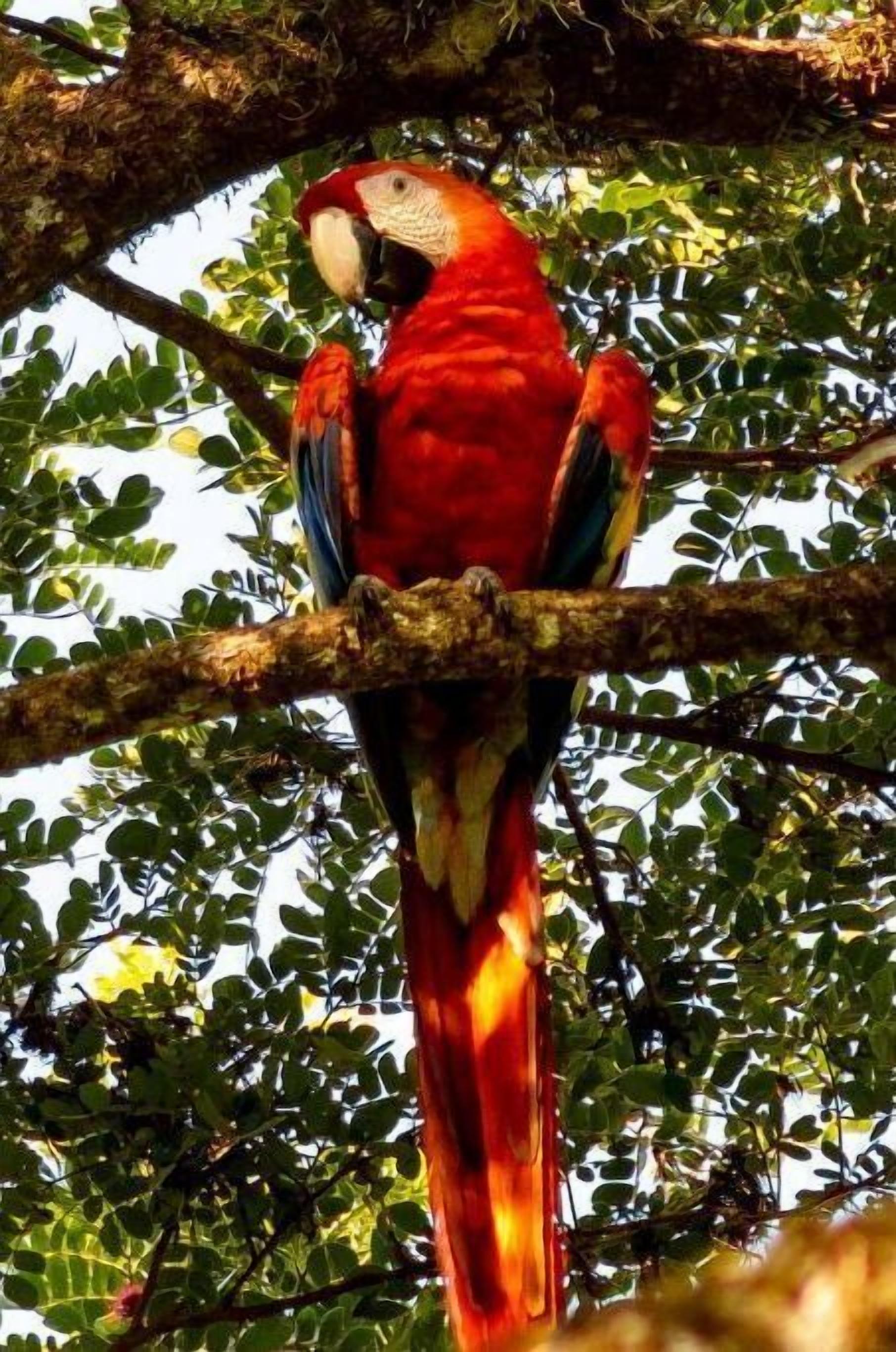 Un guacamai vermell posat sobre una branca d'arbre.