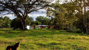 A grassy field with a large tree and a building in the background. - Oso de Osa, Away from mass-tourism (Seirpe)
