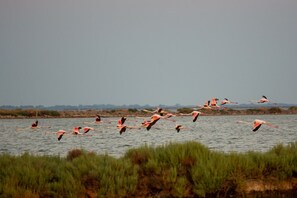 Miscellaneous - Lido di Spina Duplex Apartment (Lido di Spina)