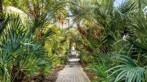 A paved pathway flanked by dense tropical foliage, leading towards a building with a visible entrance.