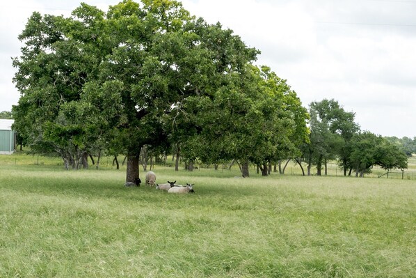 A grassy field with a large tree and a small building in the background. - Lone Wolf Ranch | Pet-friendly | Pool (Fredericksburg)