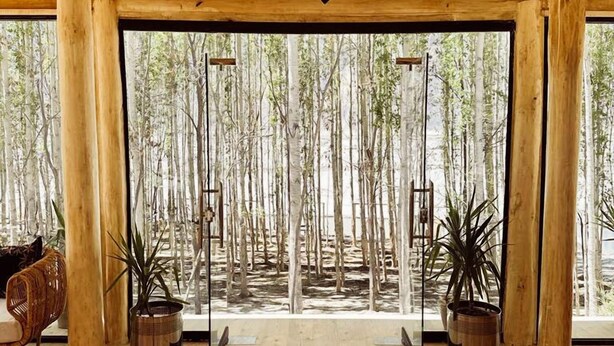 Una habitación con techo de madera, ventanas amplias y dos plantas en macetas.