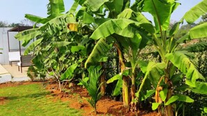 Ein Garten mit Bananenstauden und einem weißen Gebäude im Hintergrund.
