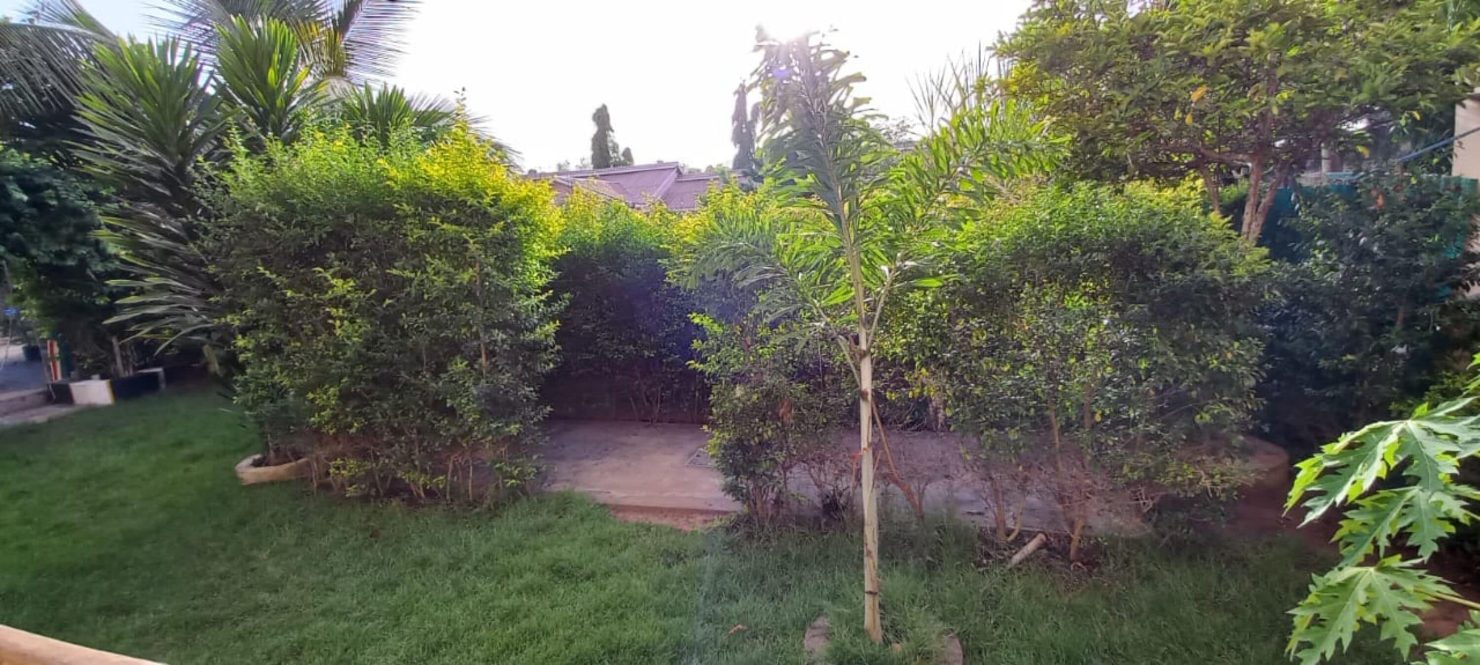 Taman