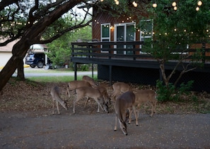 The Canyon Lake wildlife love hanging out here in the front yard. Keep an eye out for whitetail deer!