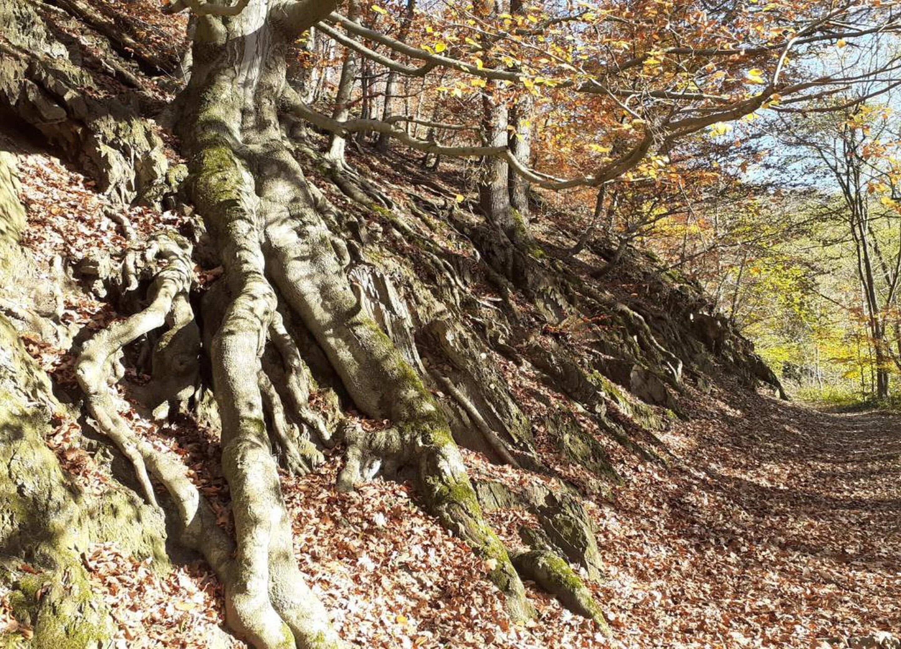 Un área boscosa con una pendiente pronunciada cubierta de musgo y un sendero descendiendo.