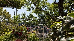 Un patio al aire libre con una mesa y sillas, rodeado de abundante vegetación y vistas a una zona residencial.
