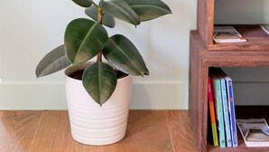 A potted plant with broad leaves in a white pot on a wooden floor, next to a wooden bookshelf with books. - 6-person air-conditioned gîte: terrace, garden, heated swimming pool 10 km from Lyon (Saint-Cyr-au-Mont-d'Or)