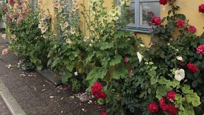 Un edificio amarillo con techo de tejas rojas, ventanas con marcos blancos y un jardín lleno de flores variadas.