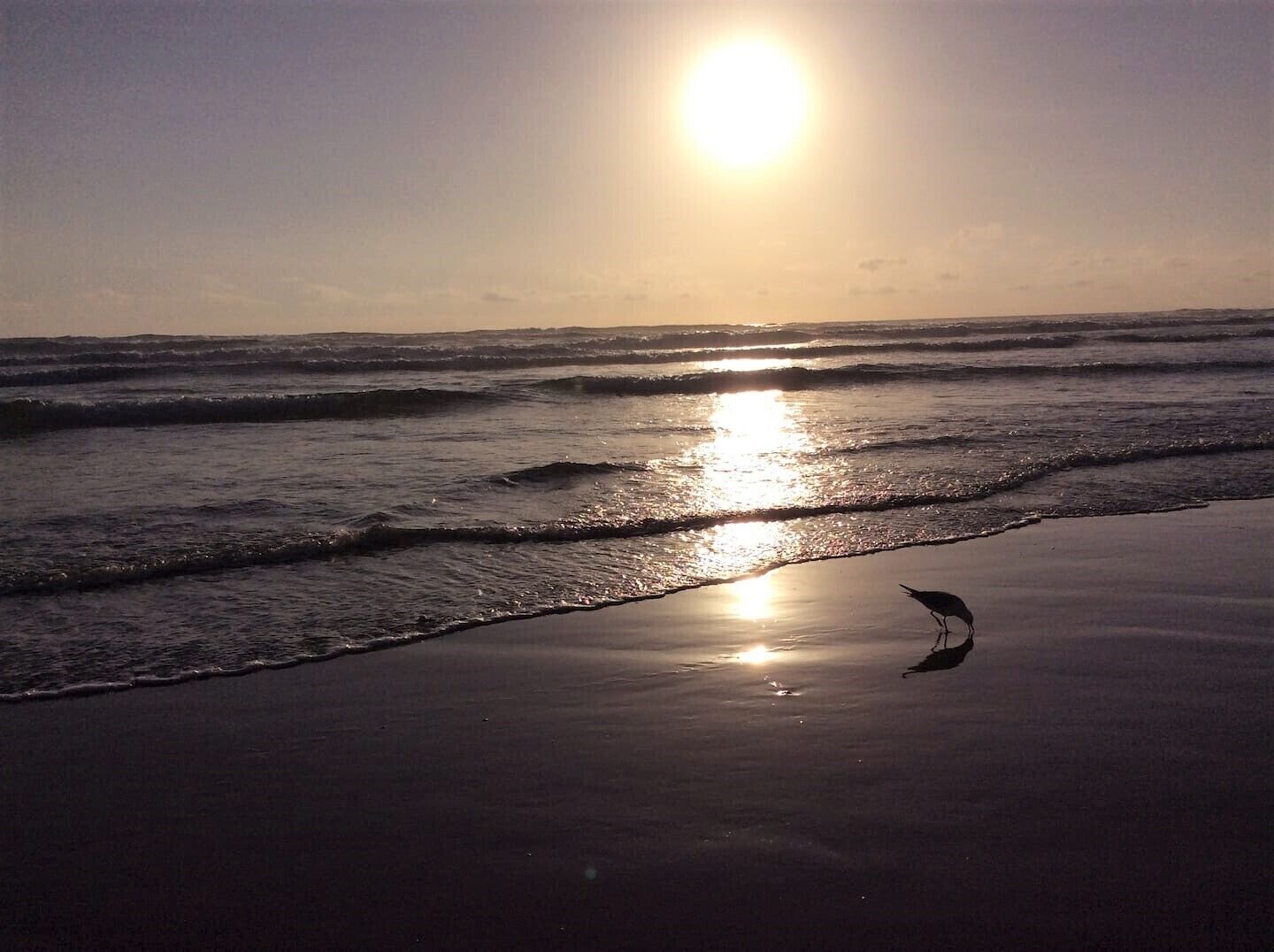 A beach scene with waves and a bird on the sand.