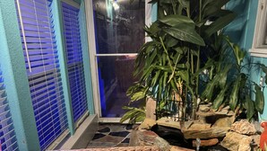 A cozy indoor space with a wooden floor, a red rug, and a large potted plant. - Spacious 3BR Brick Home, Sleeps 7❤️Free Parking❤️No Pet Fee❤️No Extra Guest Fee🏖️ (Texas City)