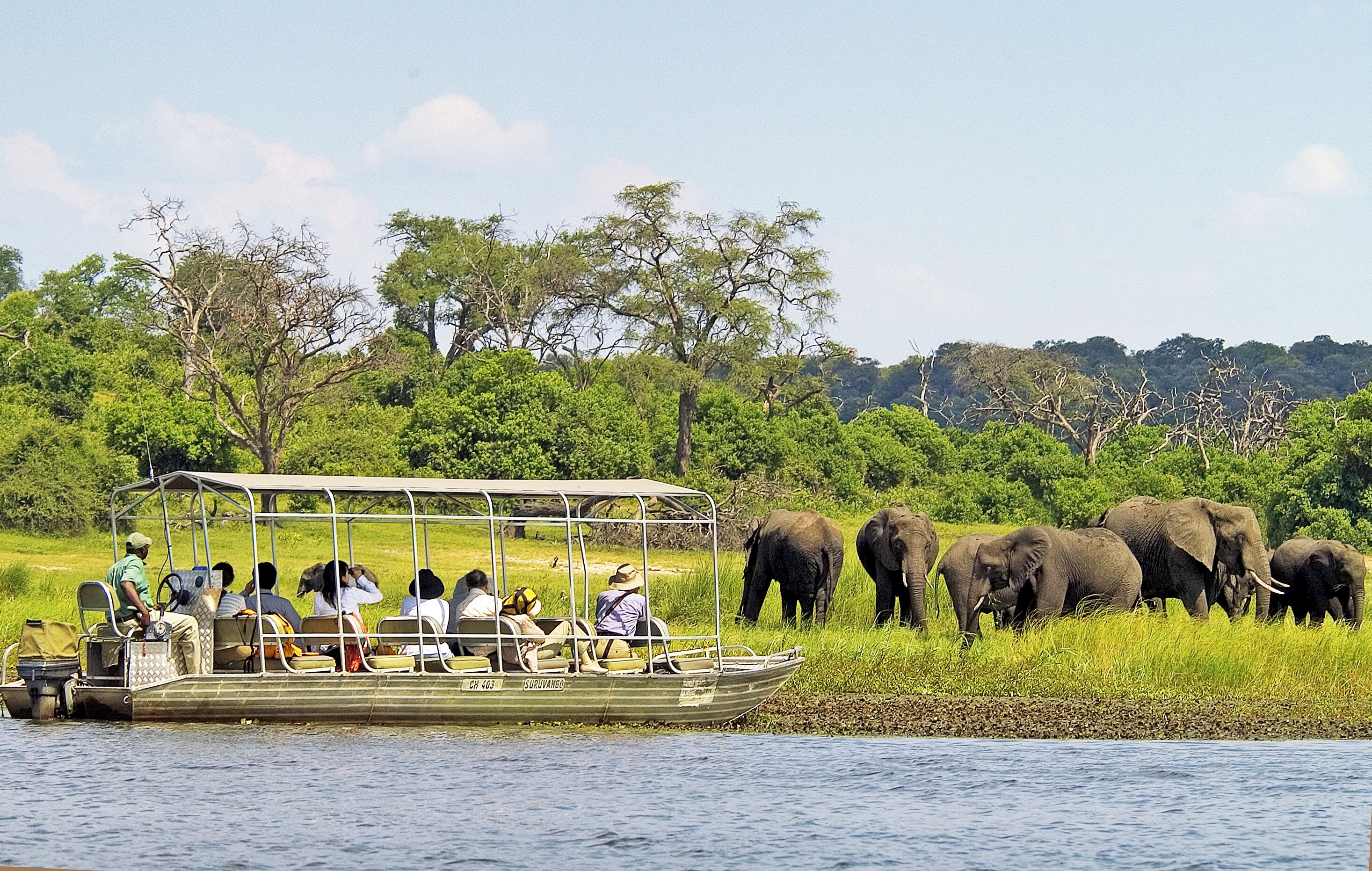 Un bateau transportant des passagers qui observent des éléphants au bord de l’eau.