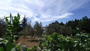 A vineyard with rows of grapevines and trees in the background. - La Villa de Jade (Orange)