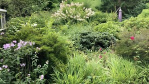 Un giardino rigoglioso, ricco di vegetazione e diverse piante fiorite.
