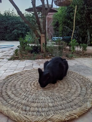 Enceinte de l’hébergement