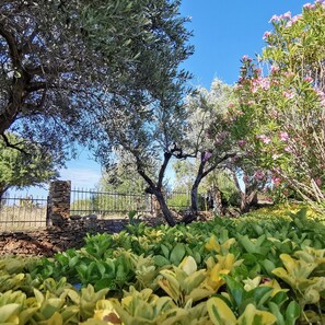 A garden with various plants and trees, including olive trees and flowering shrubs. - Welcomely - La Casa Di Rita - Sa Capannizza (Budoni)