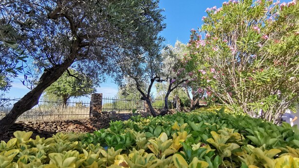 A garden with various plants and trees, including an olive tree and a flowering tree. - Welcomely - La Casa Di Rita - Salamaghe (Budoni)